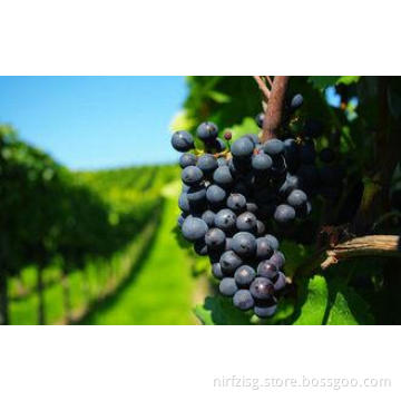 Grade A Sweet Fresh Red Grapes 22mm - 26mm , 8g And Up